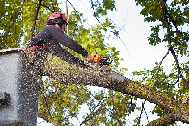 Emergency Storm Tree Removal in Fishersville, VA